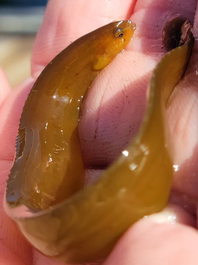 kelp gunnel (Ulvicola sanctaerosae)