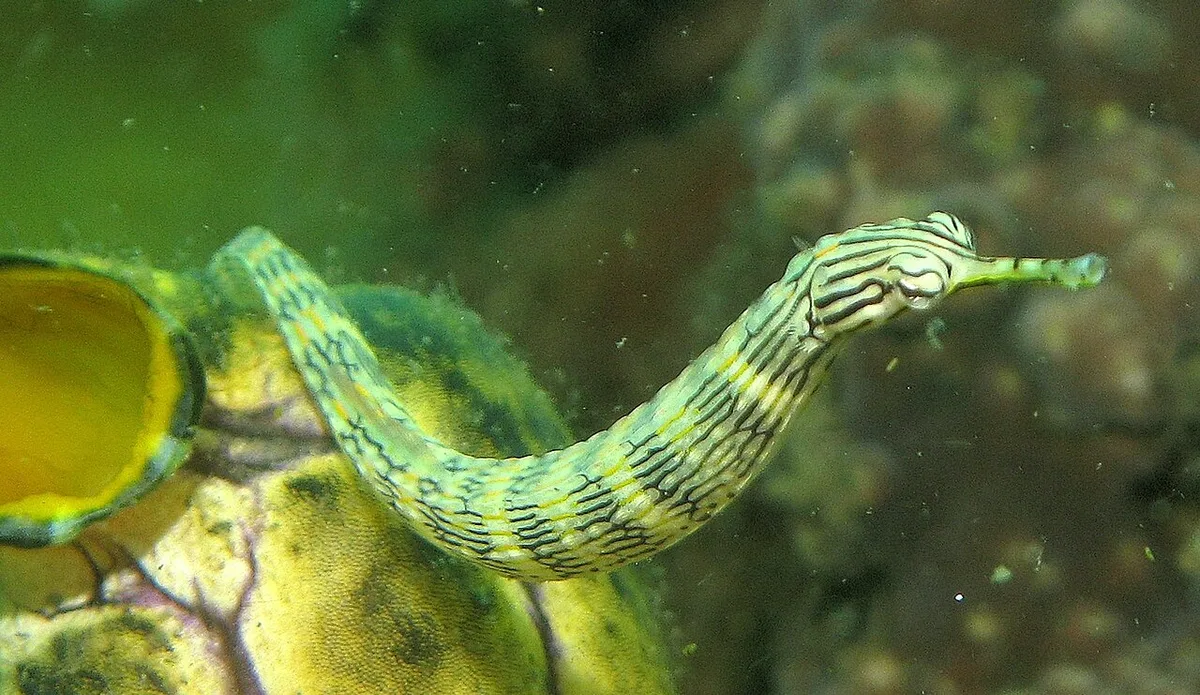 Corythoichthys haematopterus 的物种图片