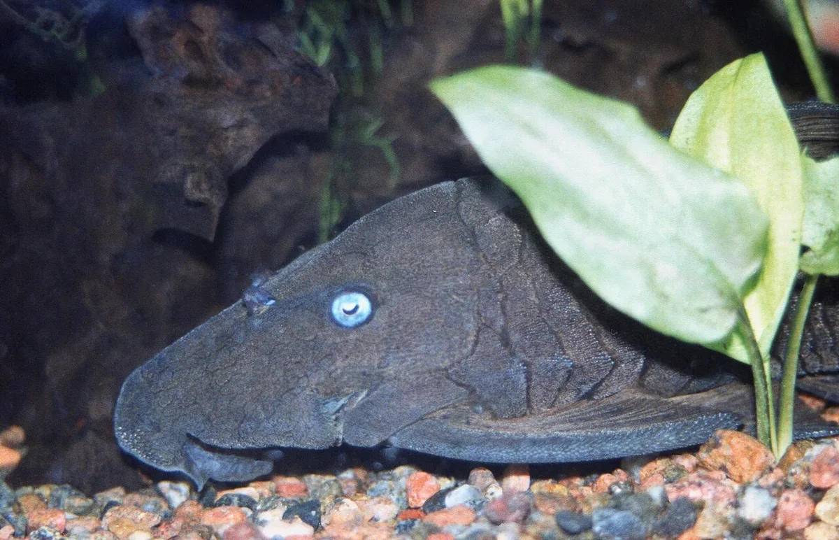 Blue-eyed plec (Panaque cochliodon)