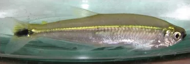 Piabucus melanostoma