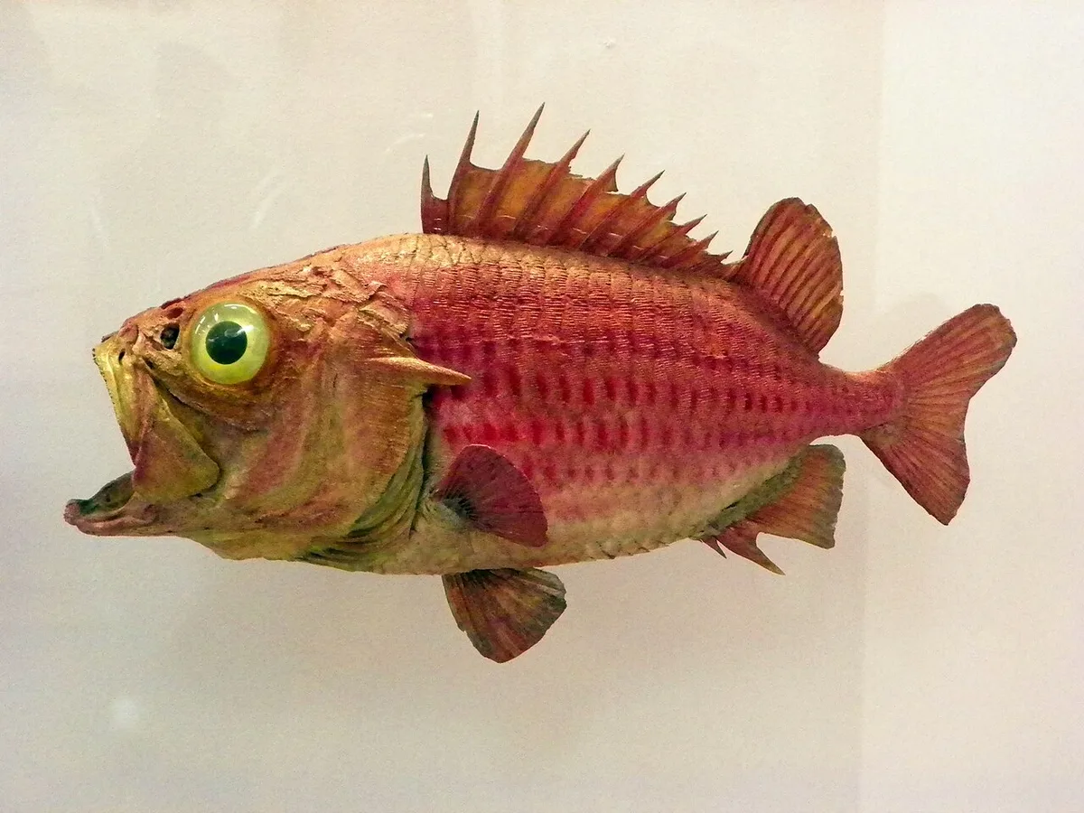 Japanese soldierfish (Ostichthys japonicus)