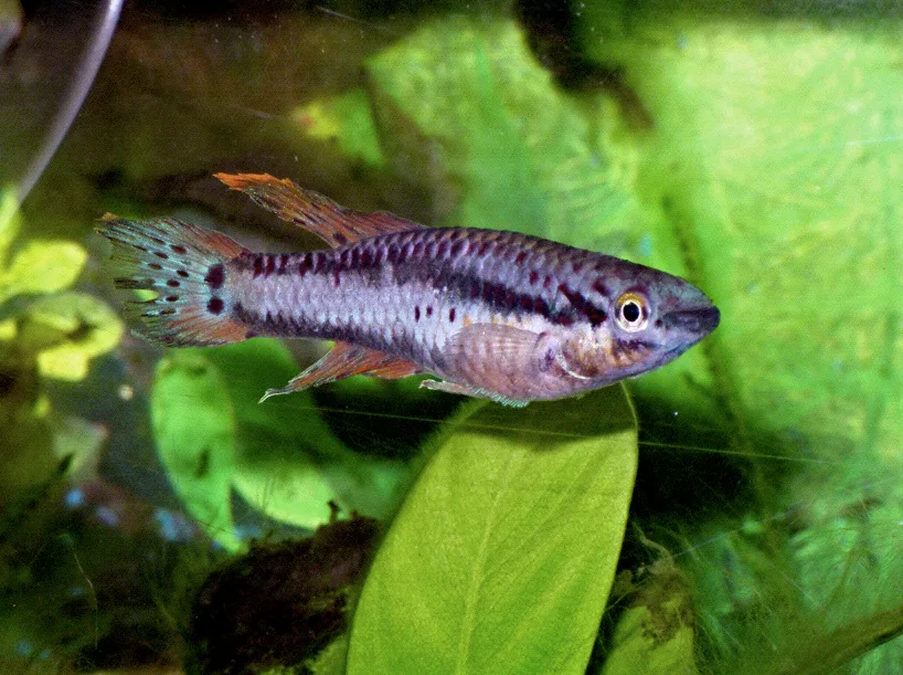 Twostripe lyretail (Aphyosemion bivittatum)