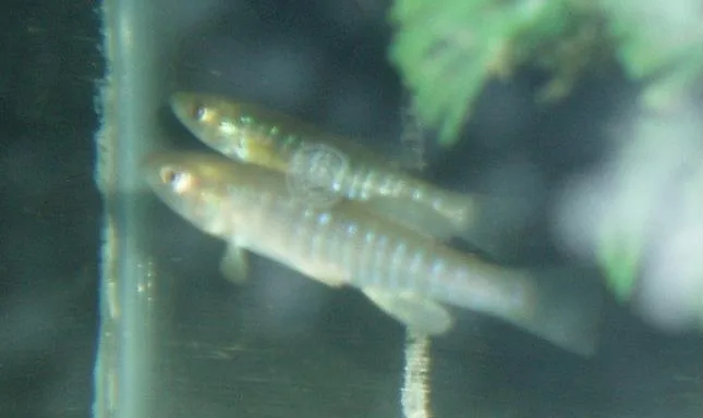 banded killifish (Fundulus diaphanus)
