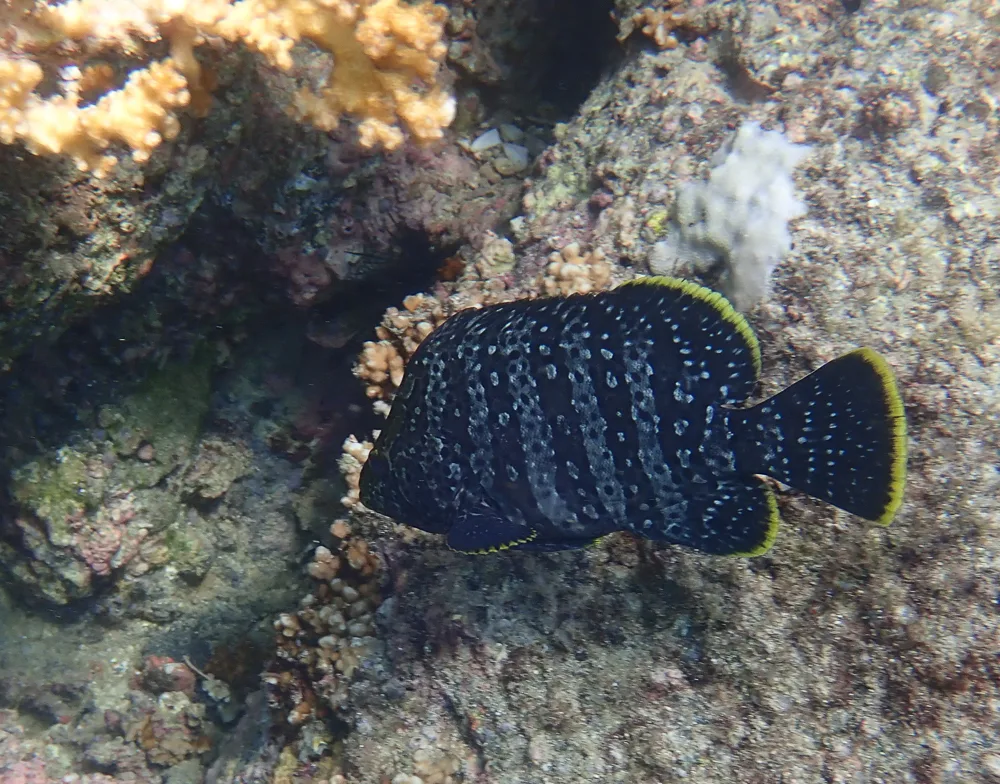 leather bass (Dermatolepis dermatolepis)