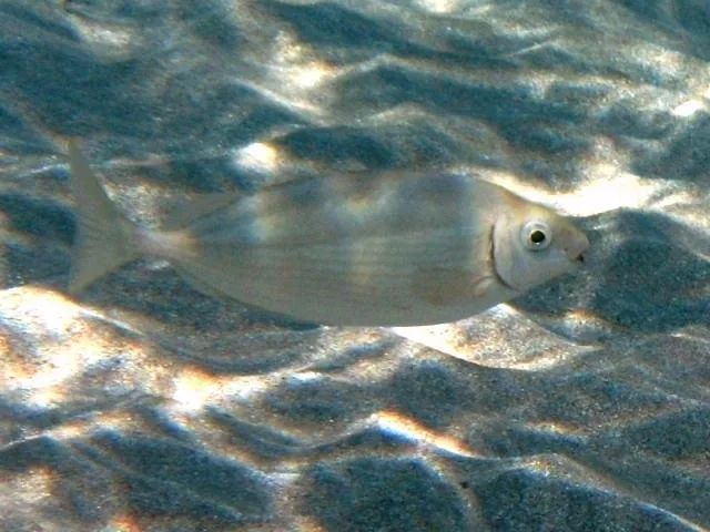 marbled spinefoot (Siganus rivulatus)