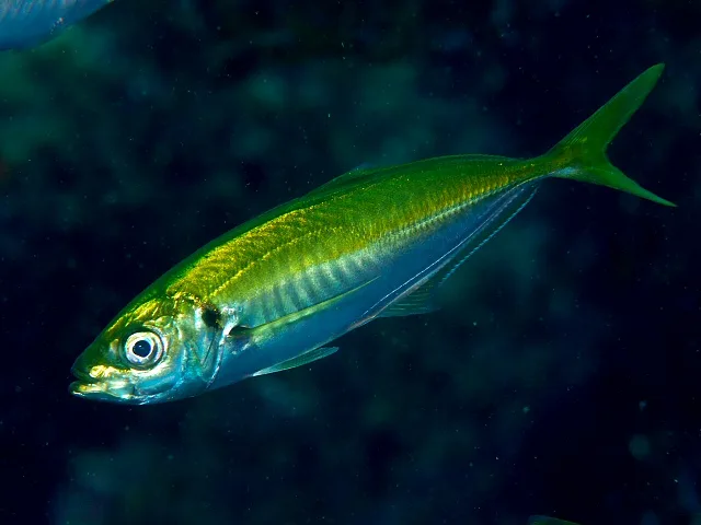 Japanese jack mackerel (Trachurus japonicus)