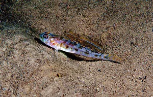 Lesueurigobius friesii 的物种图片