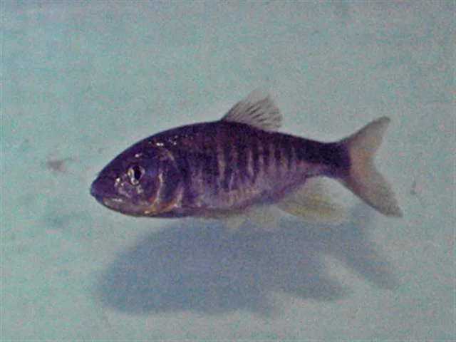 Longfin Horse-Mouth (Opsariichthys evolans)