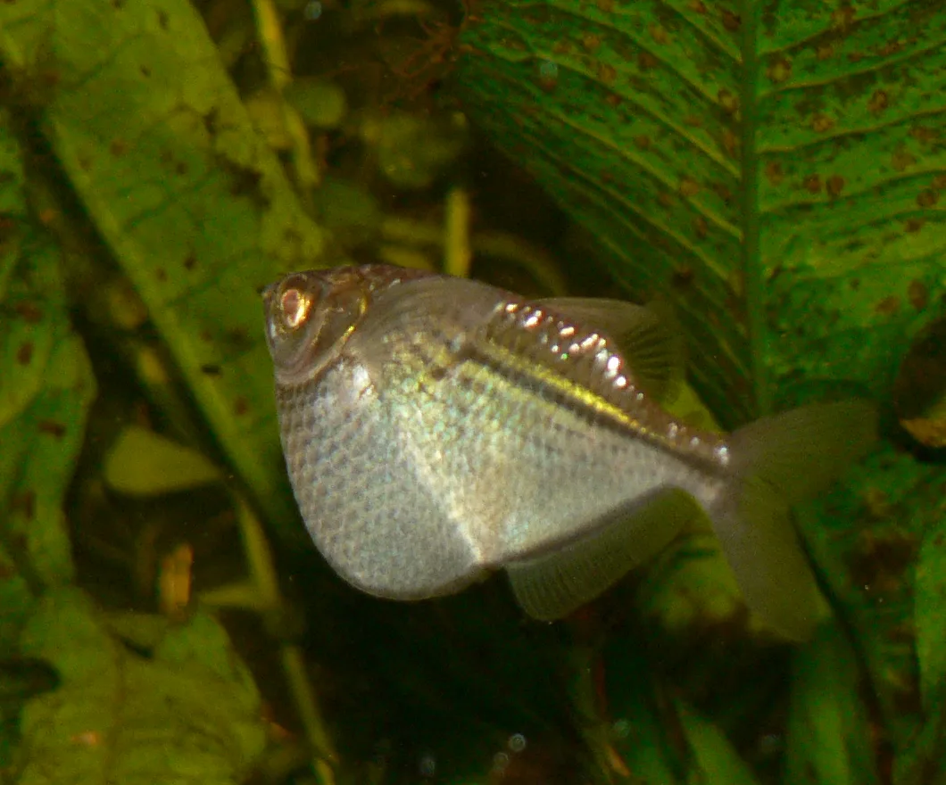 Common hatchetfish (Gasteropelecus sternicla)