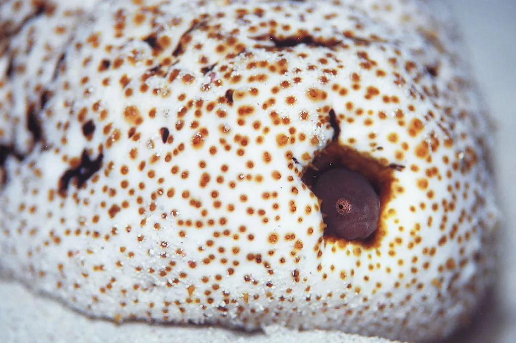Pinhead pearlfish (Encheliophis boraborensis)