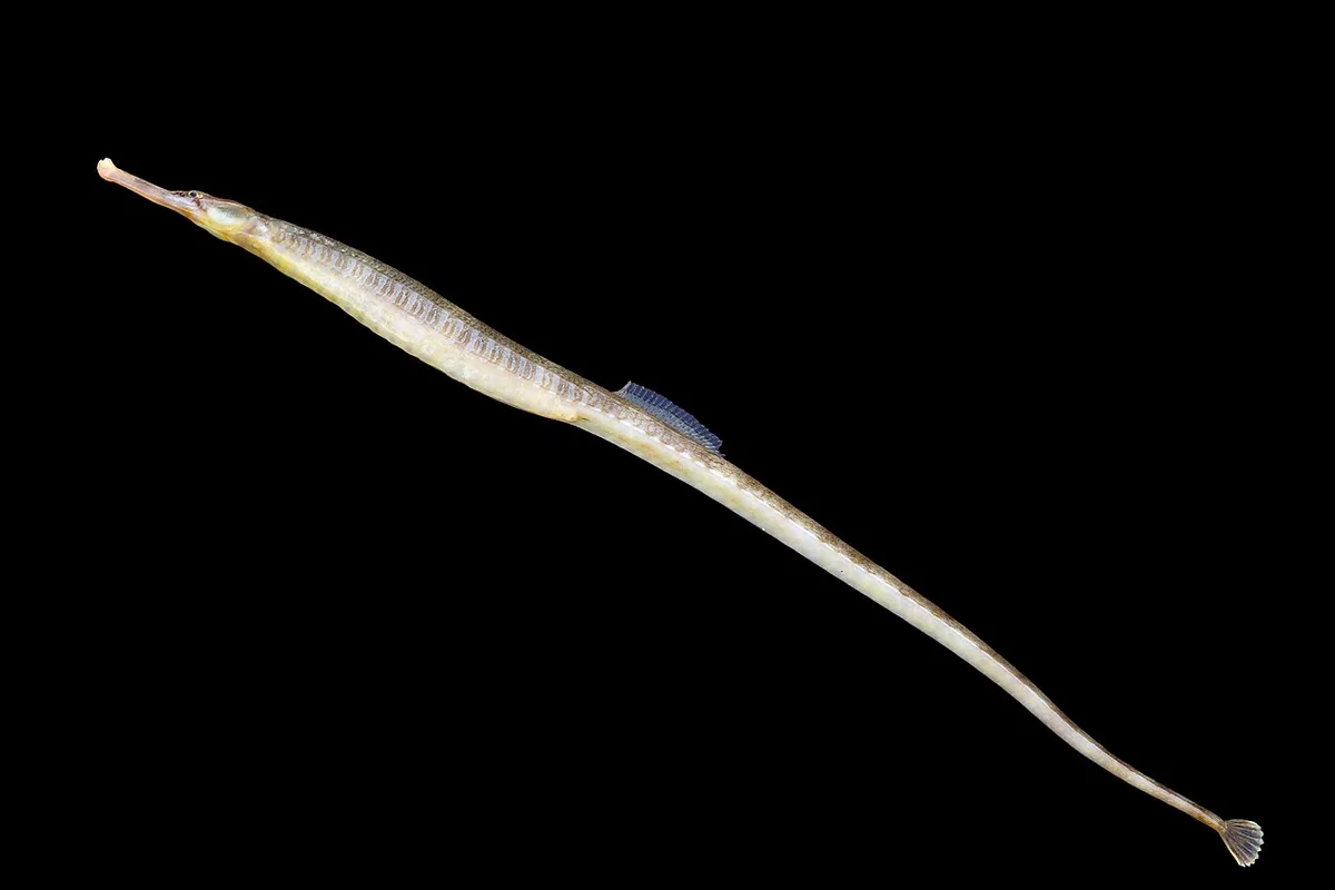 Syngnathus acus 的物种图片