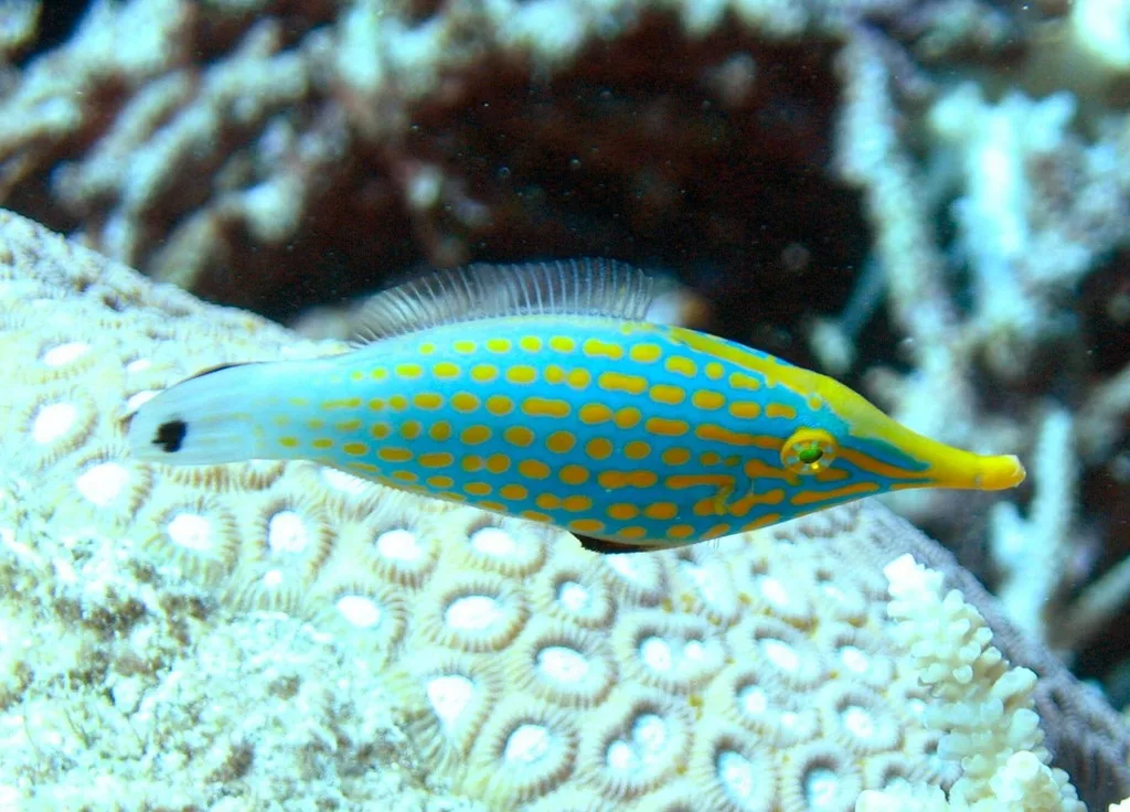 longnose filefish (Oxymonacanthus longirostris)