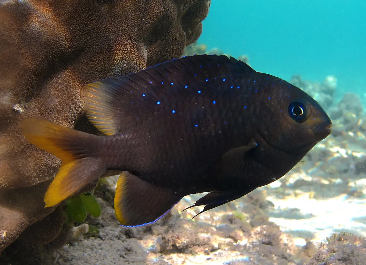 Mauritian gregory (Stegastes pelicieri)