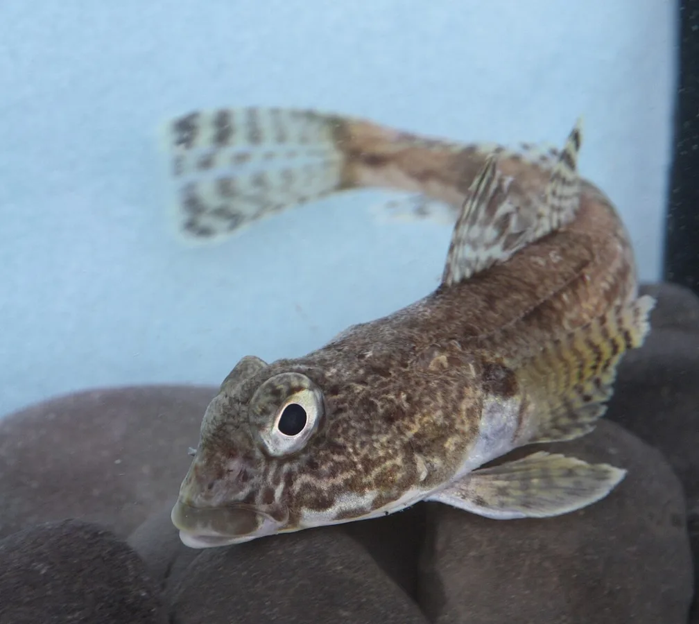 humped rockcod (Gobionotothen gibberifrons)
