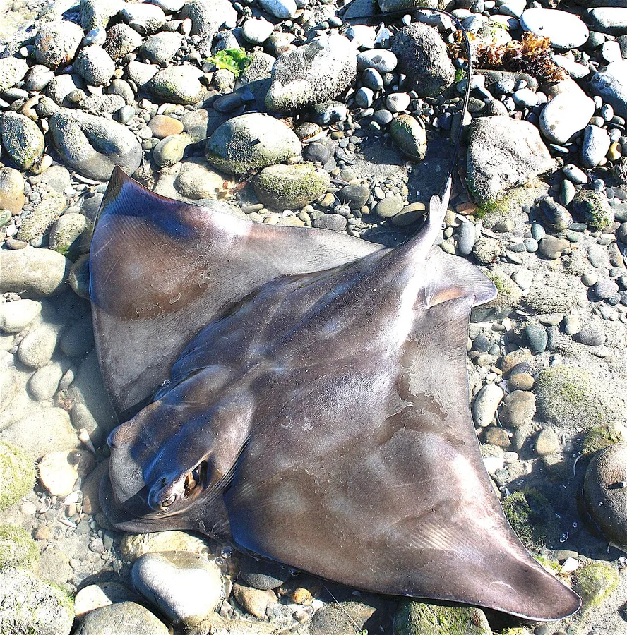Myliobatis tenuicaudatus 的物种图片