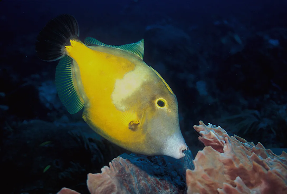 hook-tailed filefish (Cantherhines macrocerus)