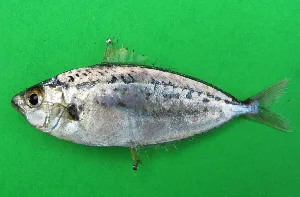 Pope's ponyfish (Equulites popei)