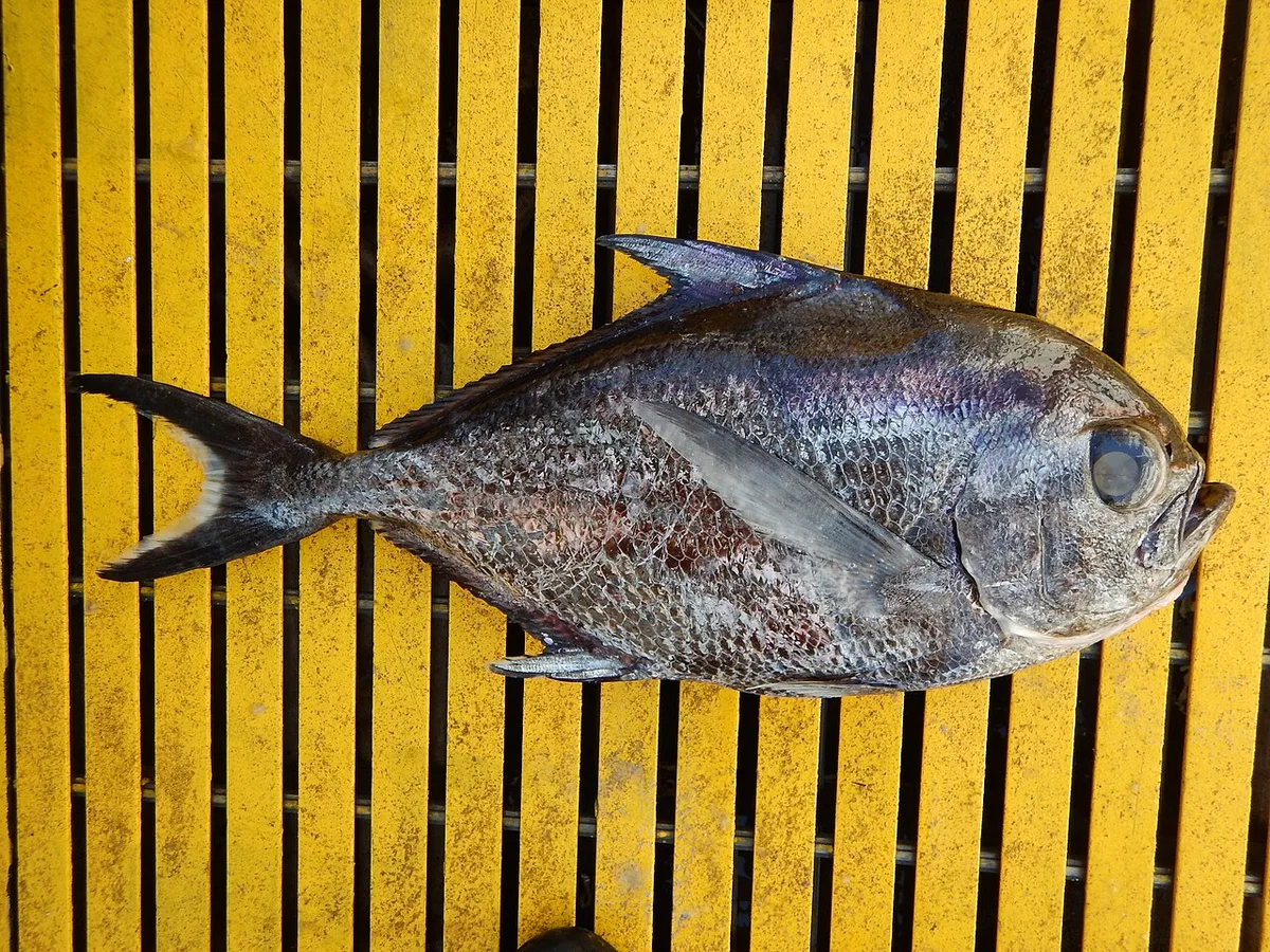 sickle pomfret (Taractichthys steindachneri)