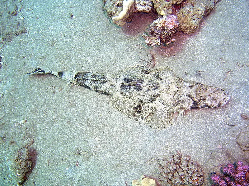 Crocodile flathead (Cociella crocodilus)