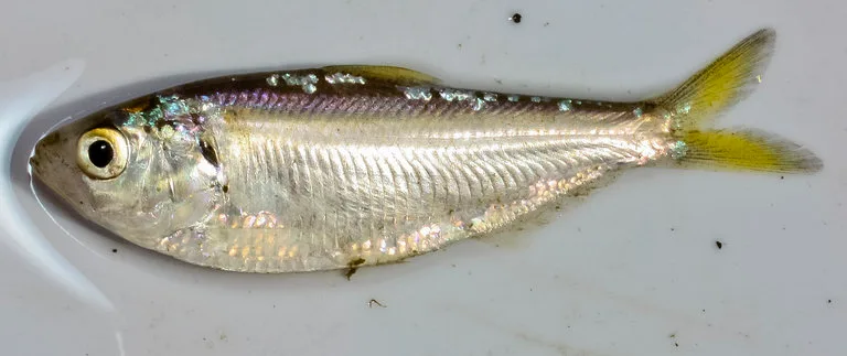 threadfin shad (Dorosoma petenense)