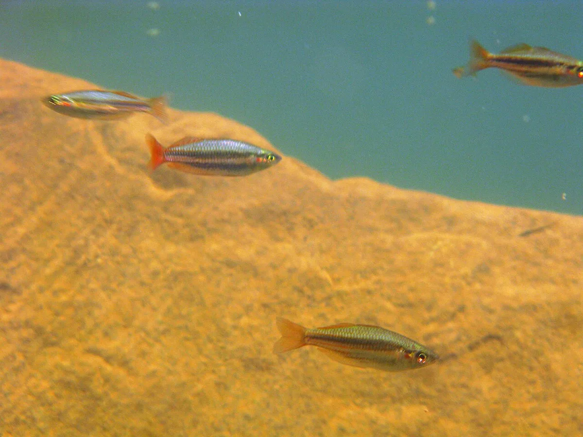 Melanotaenia australis 的物种图片