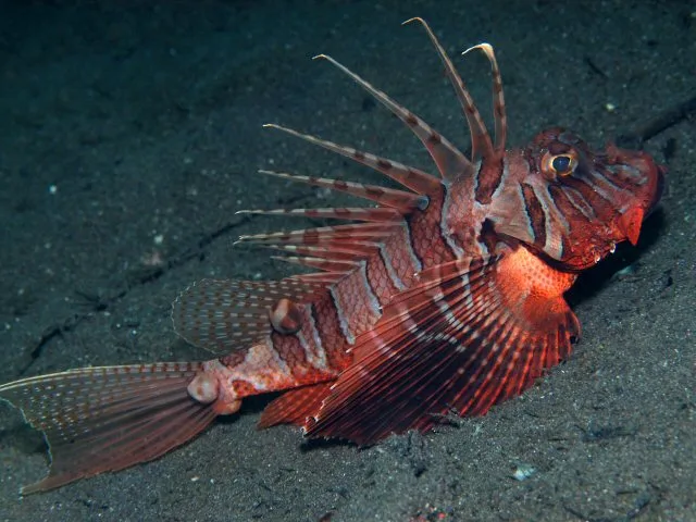 Blackfoot firefish (Parapterois heterura)