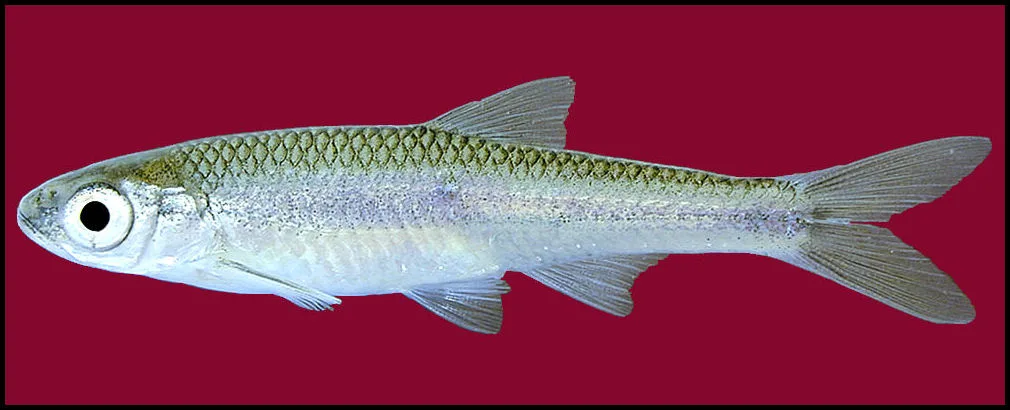 Texas Shiner (Notropis amabilis)