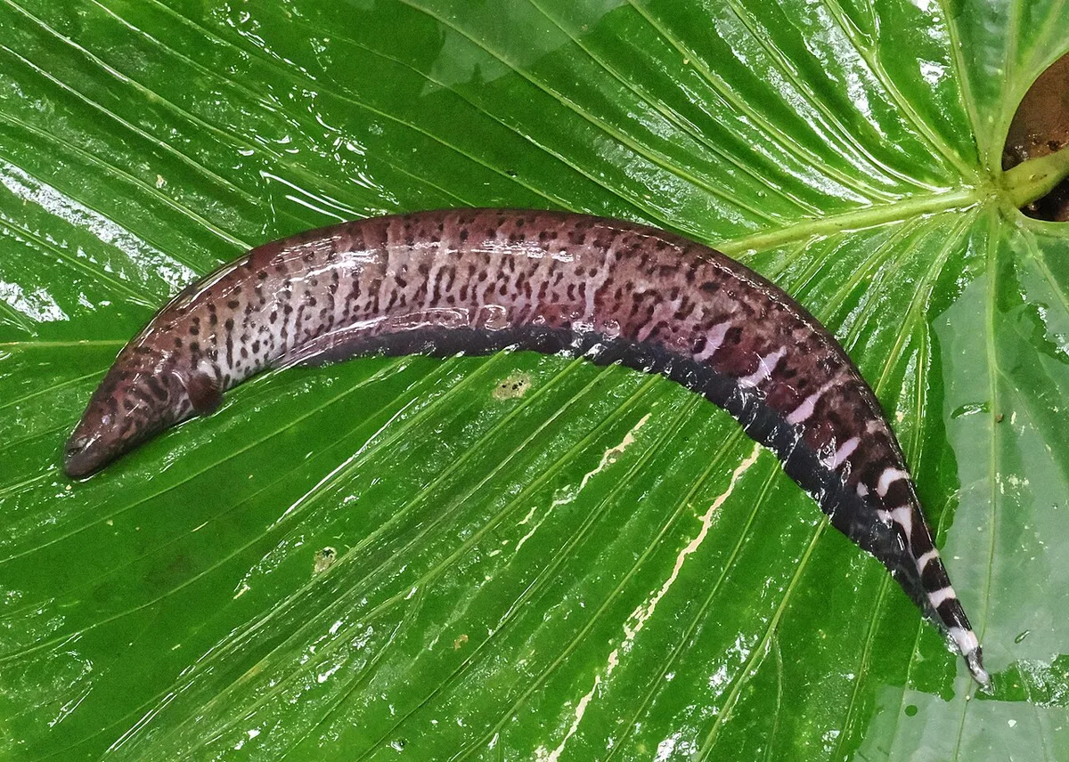 Henn's Knifefish (Gymnotus henni)
