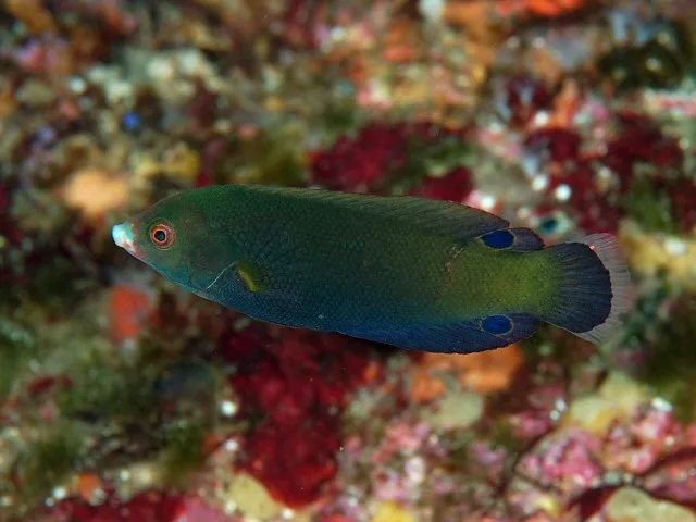 geographic wrasse (Anampses geographicus)