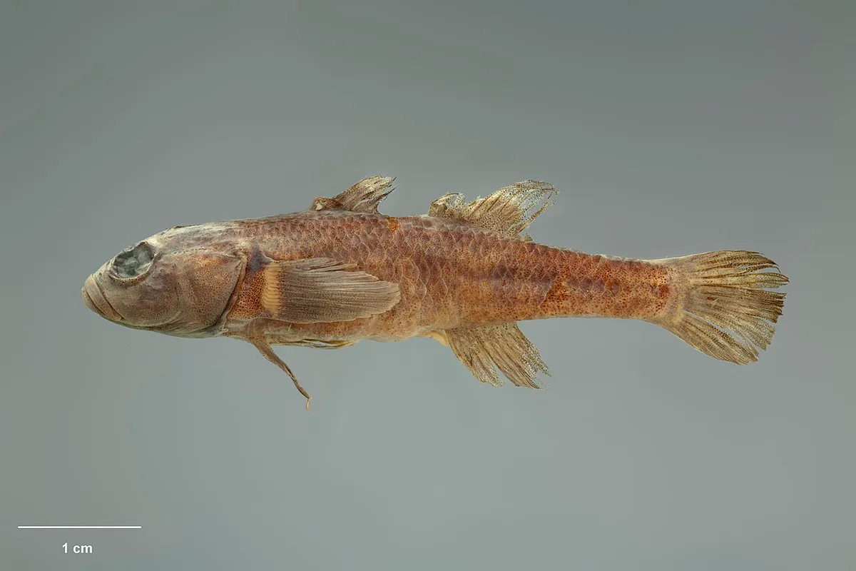 Tarndale Bully (Gobiomorphus alpinus)