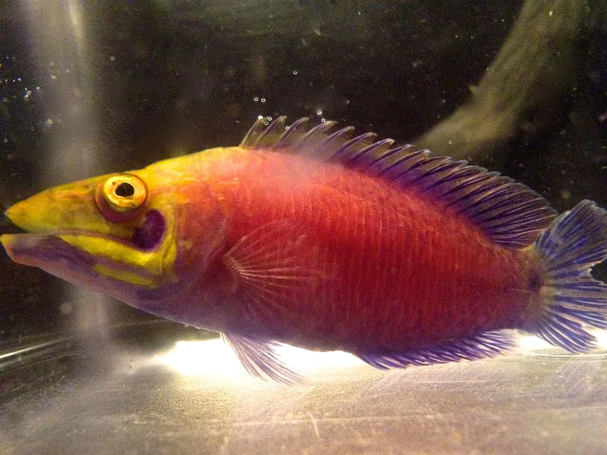 Whitebarred pink wrasse (Pseudocheilinus ocellatus)