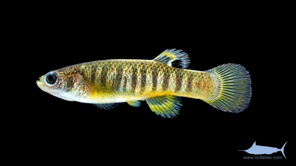 Fundulus luciae 的物种图片