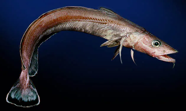 Molva macrophthalma 的物种图片