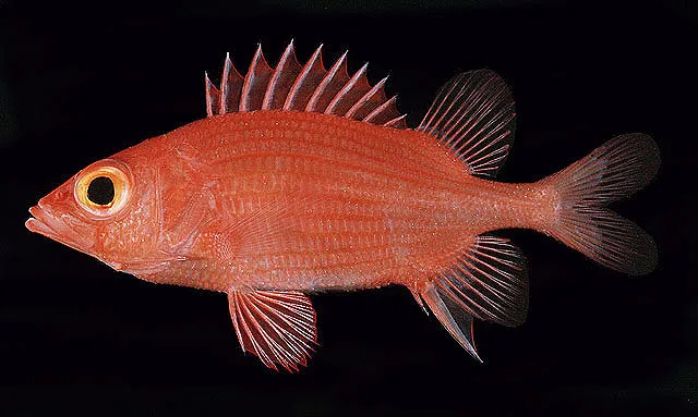 Spiny squirrelfish (Sargocentron lepros)