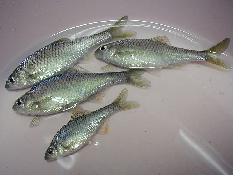 Slender Bitterling (Tanakia lanceolata)