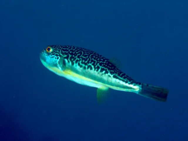 Mushifugu (Takifugu exascurus)