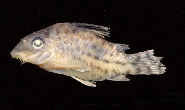 Corydoras agassizii 的物种图片