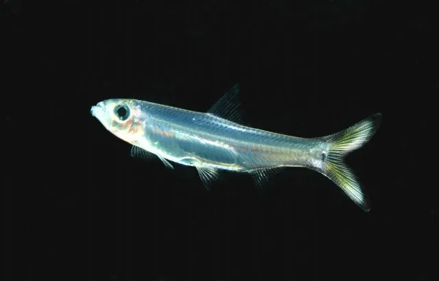 Clupeoides borneensis 的物种图片