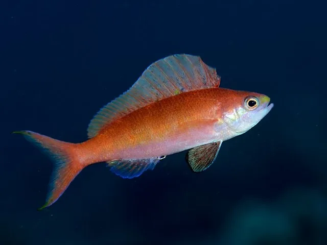 Suzuki's Sailfin Anthias (Rabaulichthys suzukii)