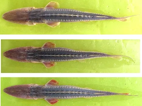 dwarf sturgeon (Pseudoscaphirhynchus hermanni)
