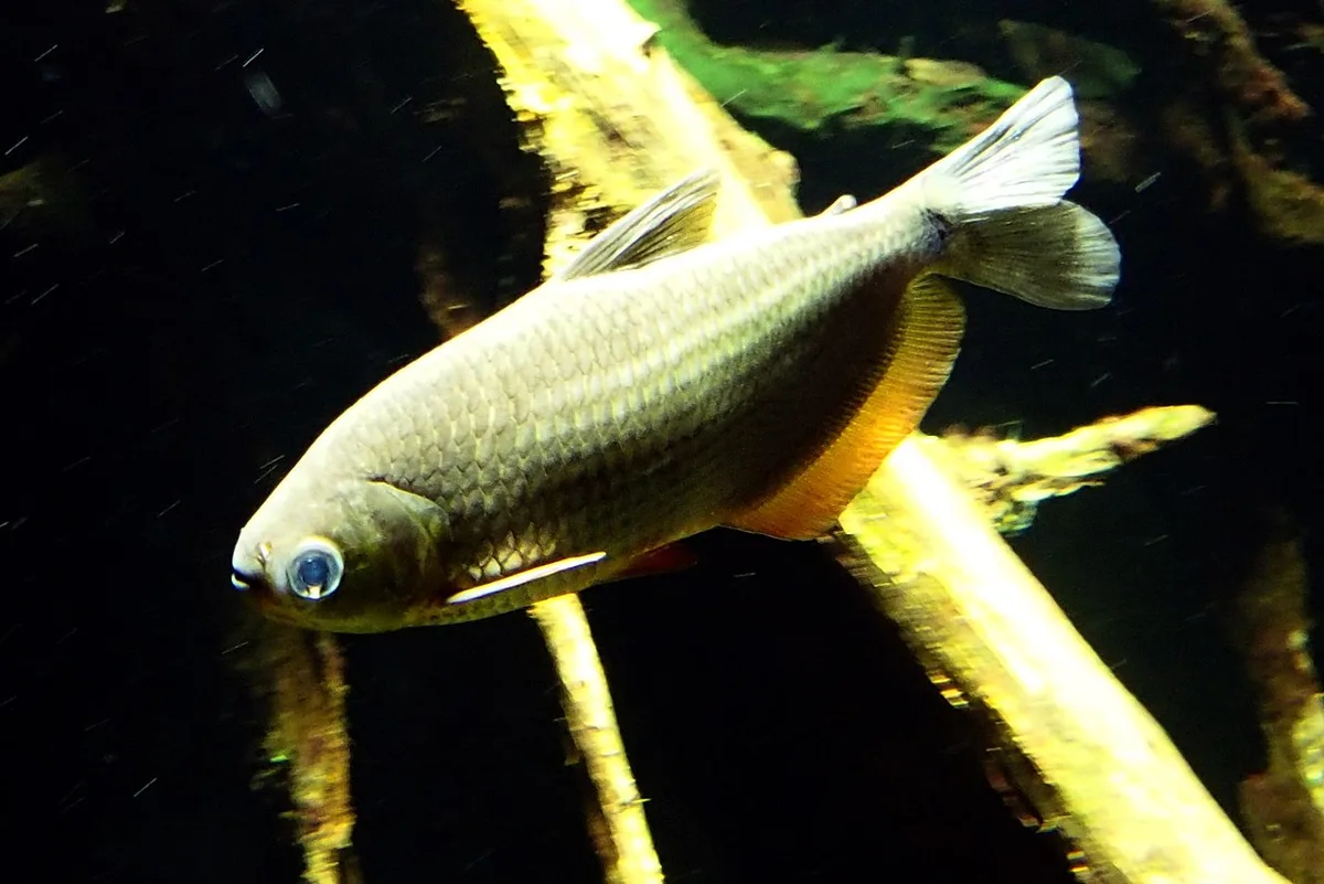 Tetra (Markiana nigripinnis)