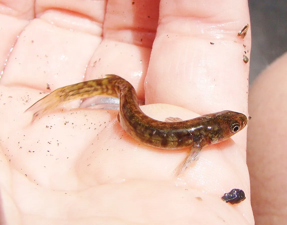 Galaxias divergens 的物种图片