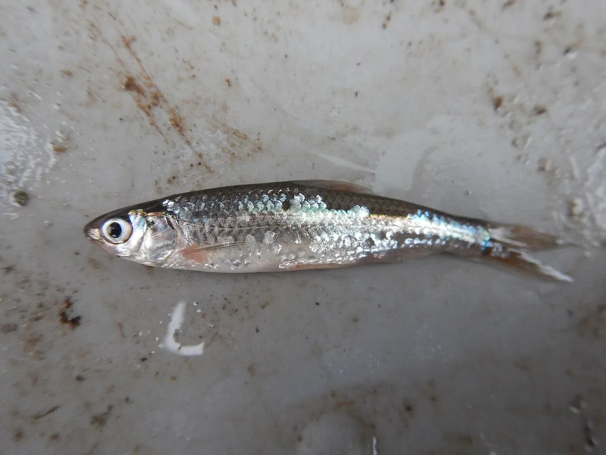 Cypress minnow (Hybognathus hayi)