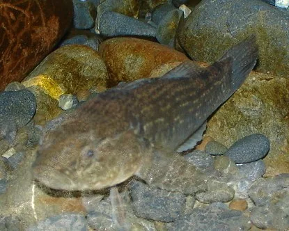 Giant bully (Gobiomorphus gobioides)