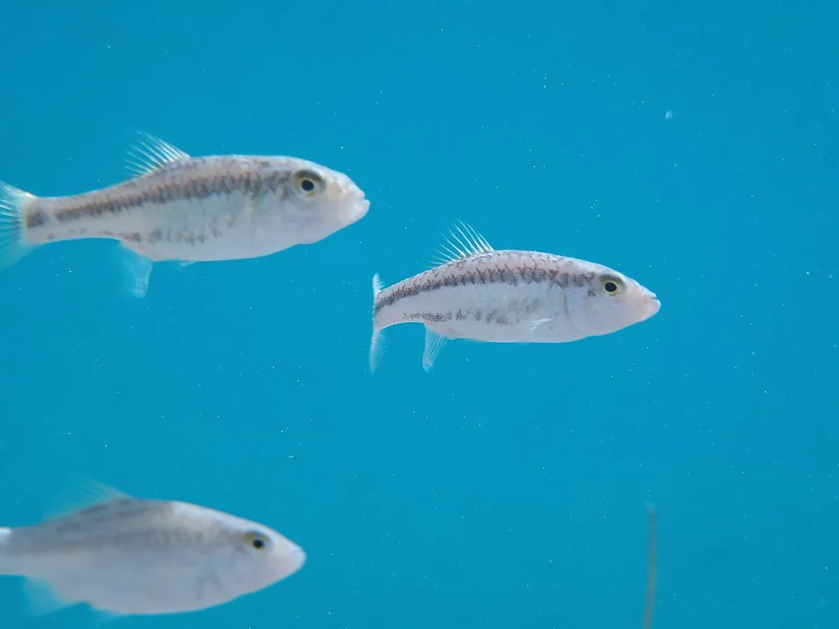 Cyprinodon bifasciatus 的物种图片