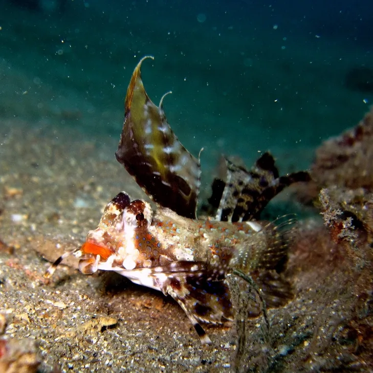 Fingered dragonet (Dactylopus dactylopus)