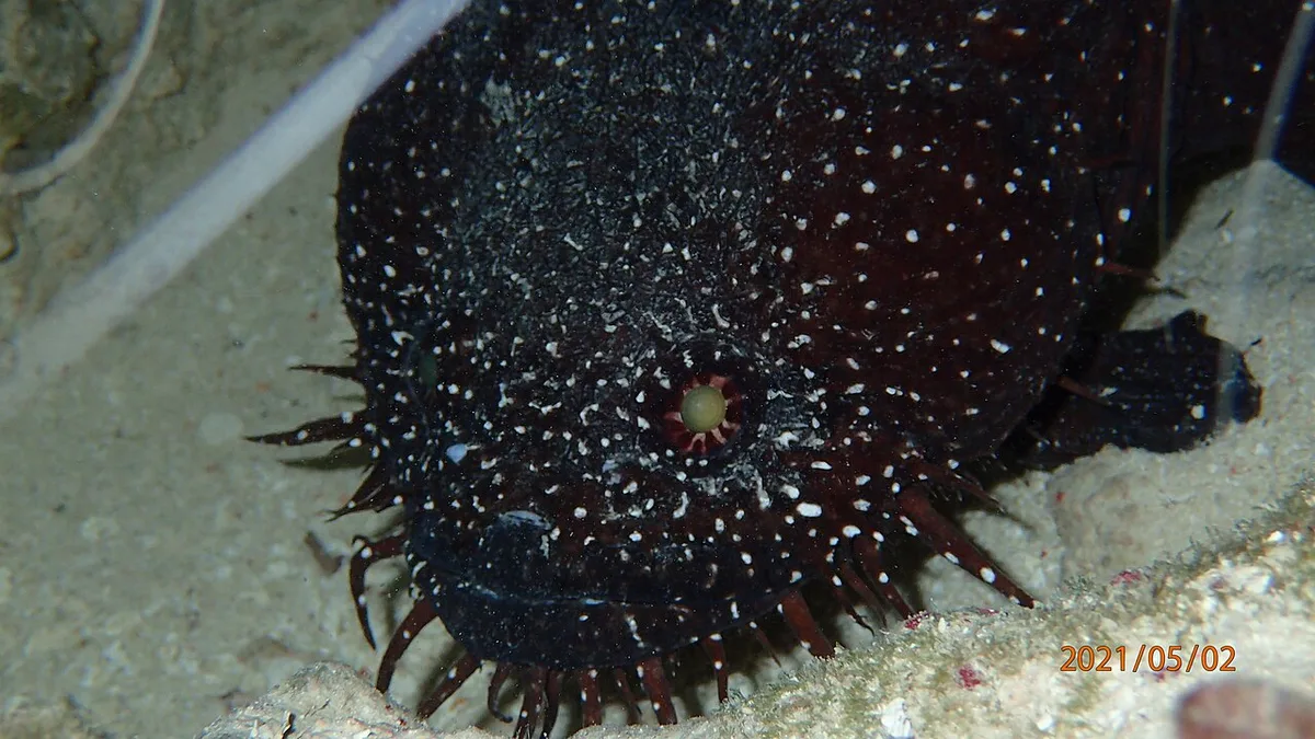 Whitespotted toadfish (Sanopus astrifer)