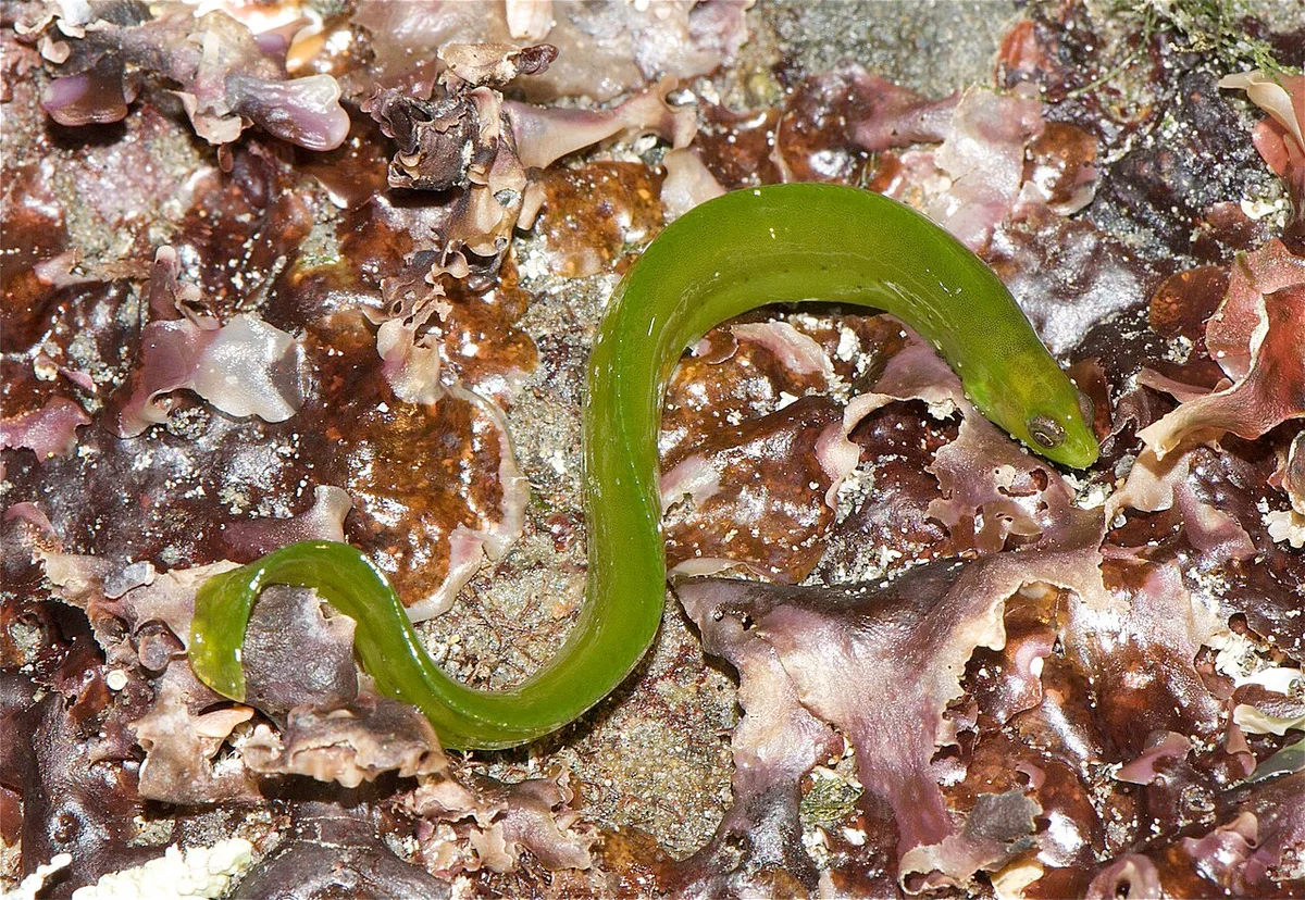 rockweed gunnel (Apodichthys fucorum)