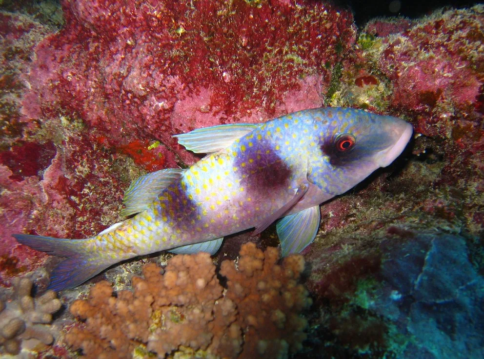Doublebar goatfish (Parupeneus trifasciatus)