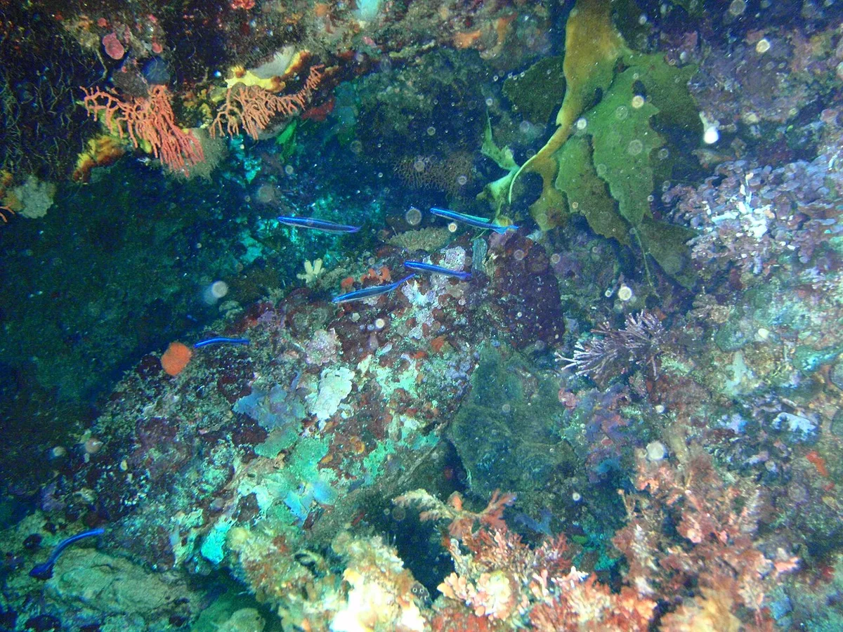 Bluelined hulafish (Trachinops brauni)